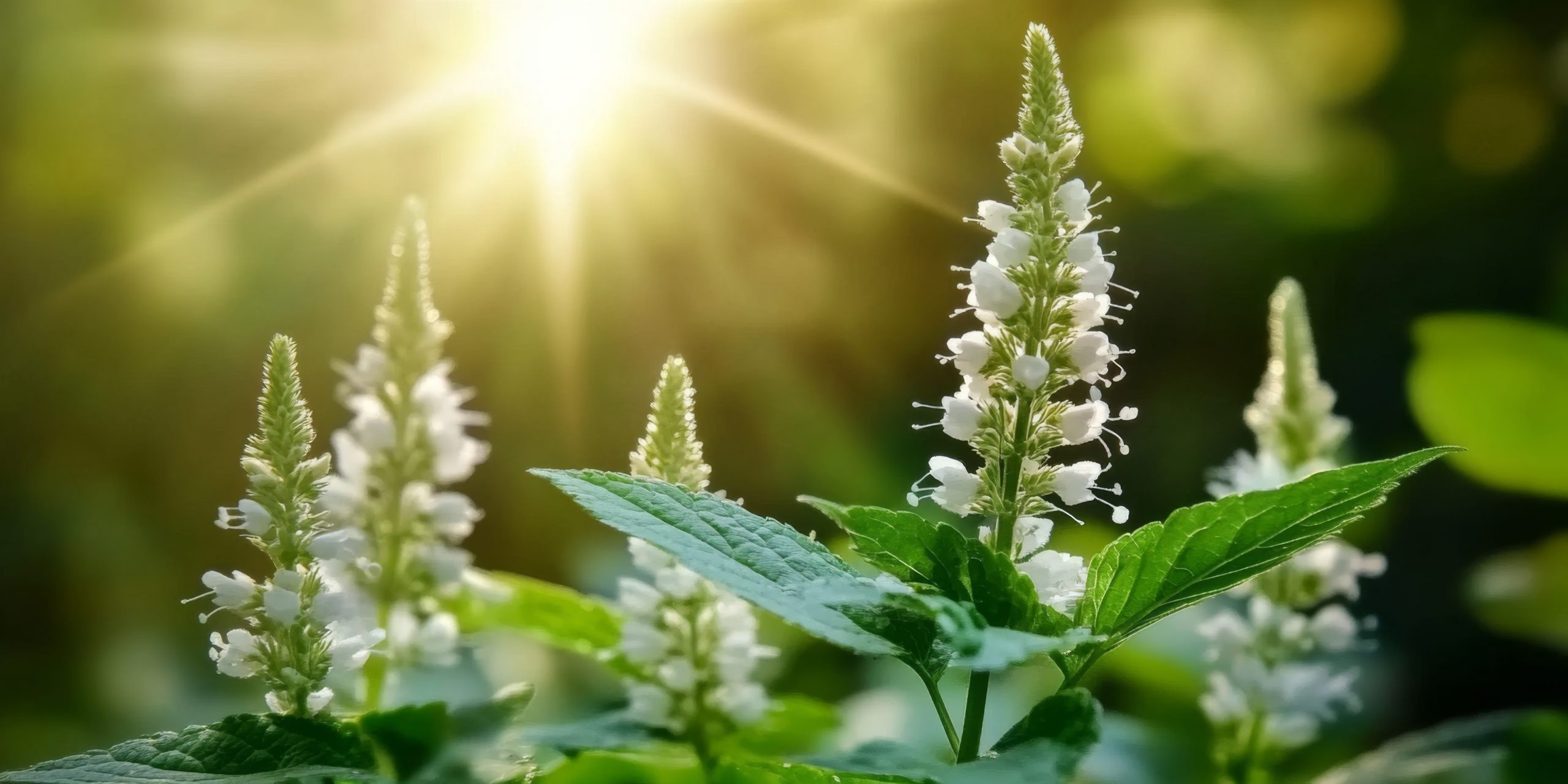 Nebenwirkungen der Krebstherapie: Hilfe durch Frauenmittel