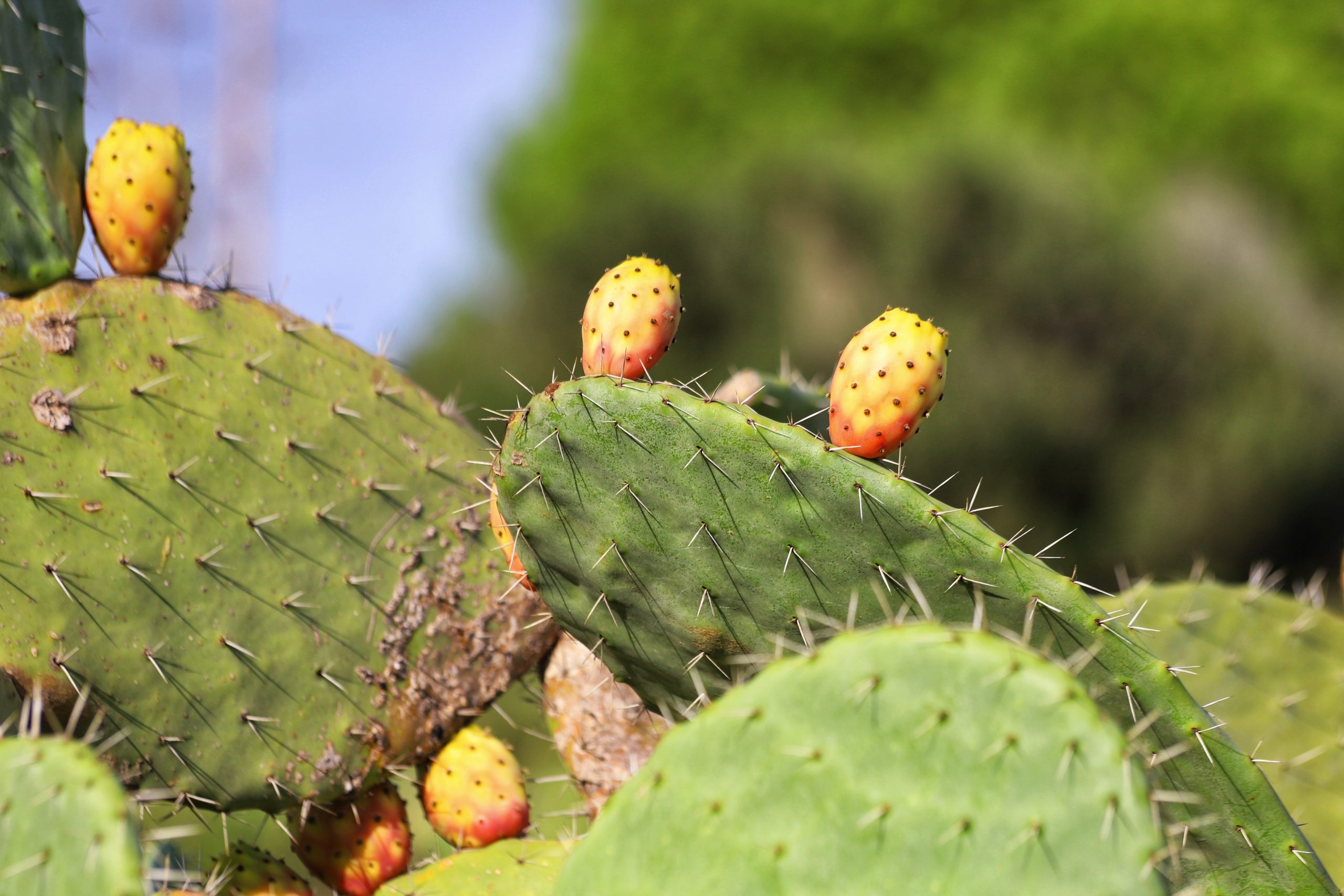 Opuntia, das stachelige Vielseitigkeitswunder der Azteken, stärkt Blase und Prostata
